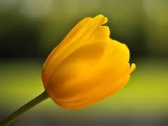 tulipa